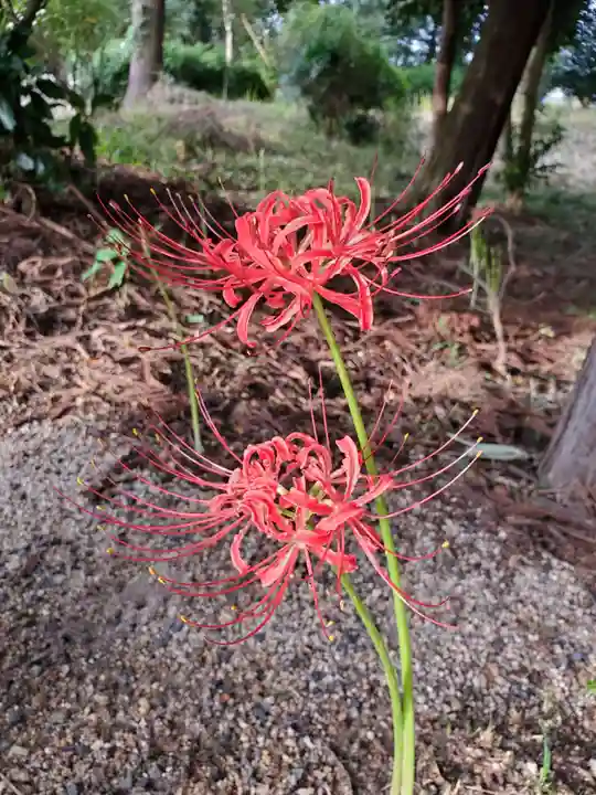 沙沙貴神社の自然