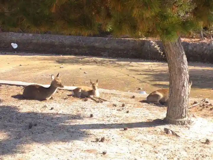 長浜神社の動物