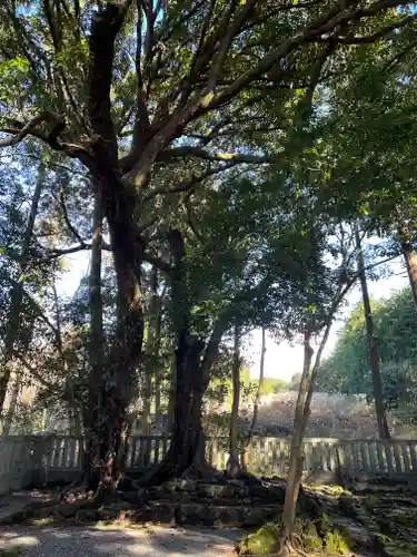 山宮浅間神社の自然