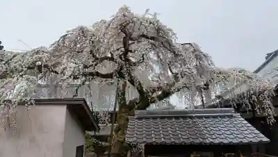 西蓮寺の{uncategorized: "未分類", other: "その他", undefined: "問題あり", building: "その他建物", grave: "お墓", sacred_gate: "鳥居", guardian: "狛犬", statue: "像", buddha: "仏像", history: "歴史", nature: "自然", garden: "庭園", animal: "動物", pagoda: "塔", temizu: "手水舎", mountain_gate: "山門・神門", sanctuary: "本殿・本堂", subordinate: "末社・摂社", art: "芸術", scenery: "景色", jizo: "地蔵", ema: "絵馬", goshuin: "御朱印", omikuji: "おみくじ", items: "授与品その他", amulet: "お守り", goshuincho: "御朱印帳", eats: "食事", festival: "お祭り", votive_dance: "神楽", shichigosan: "七五三参", wedding: "結婚式", experience: "体験その他", initially: "初詣", around: "周辺", anti_infection: "感染症対策"}