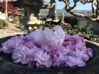 真言宗 善通寺派 薬王寺(香川県)