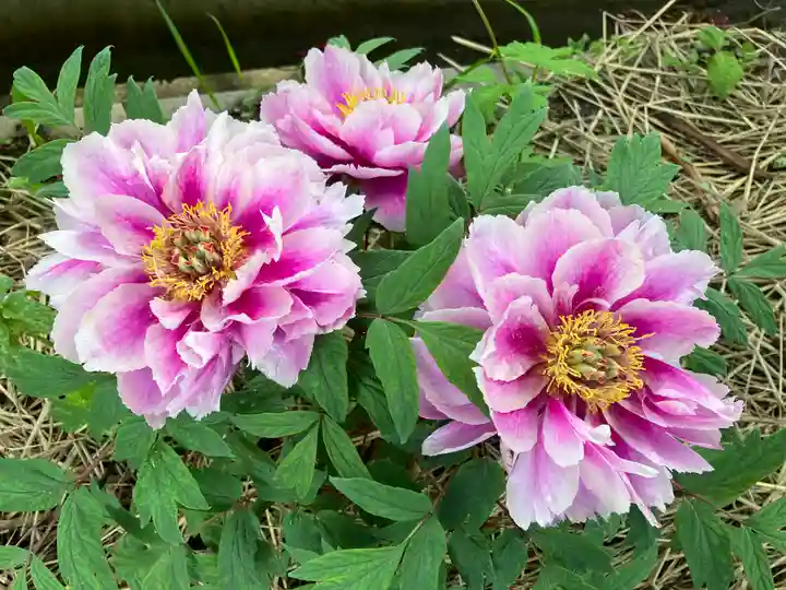 遠照寺(長野県)