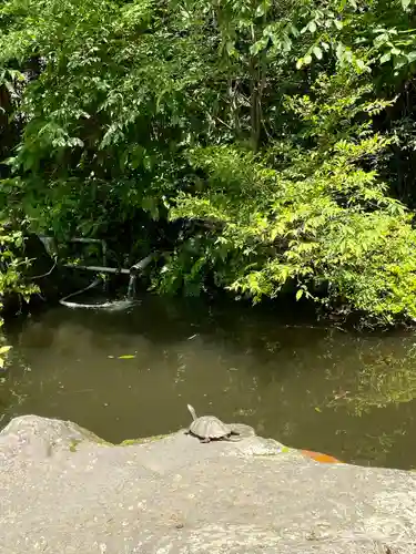 箱根神社の庭園