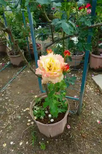 おふさ観音（観音寺）の庭園