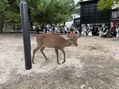 厳島神社(広島県)