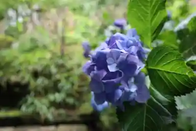 杉本寺(神奈川県)