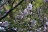 磐椅神社の自然