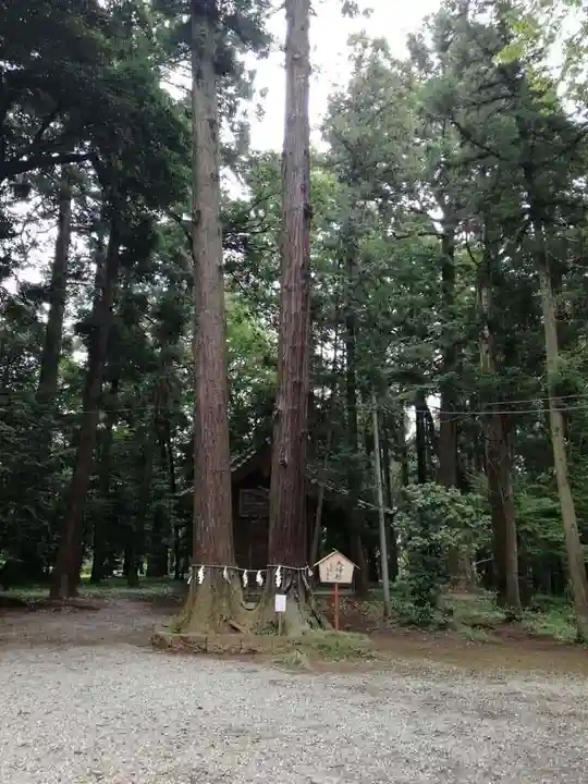 間々田八幡宮の自然