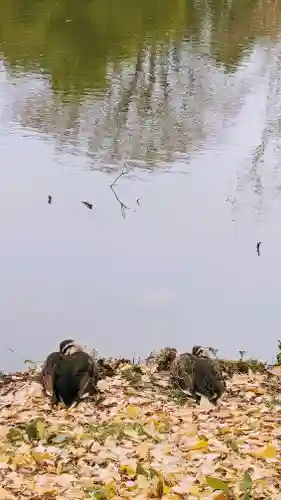 菊田神社の動物