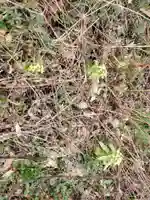 下村八幡社の自然