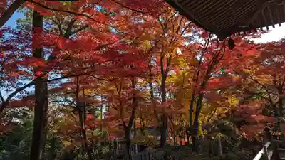 柳谷観音　楊谷寺(京都府)