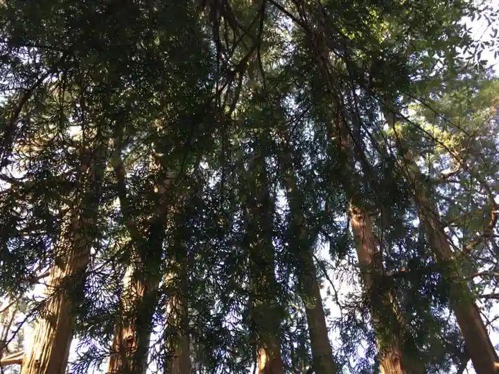 天岩戸神社の自然