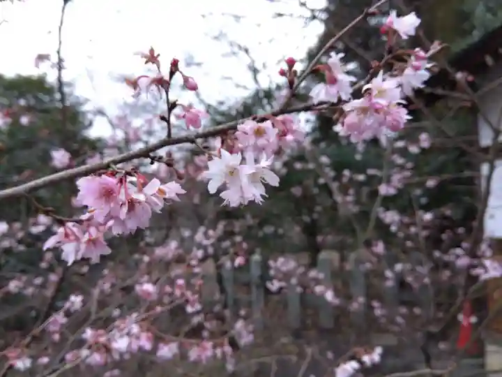 平野神社(京都府)