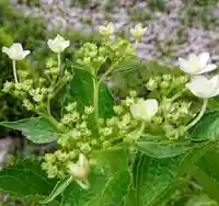 寿量山 速成寺の庭園