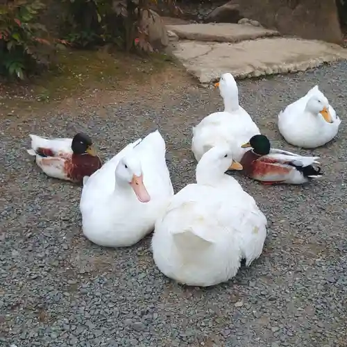 楽法寺（雨引観音）の動物