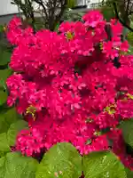 宝壽山 吉祥院の自然