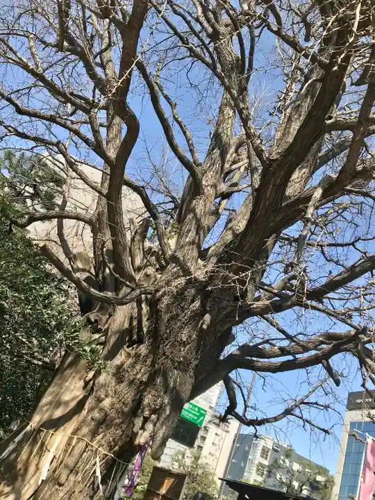 磐井神社の自然