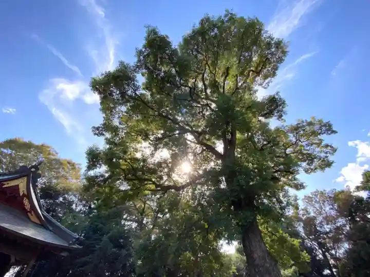 鷲宮神社の景色
