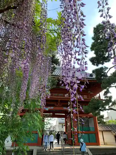 葛井寺(大阪府)