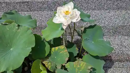 雨竜　専福寺の庭園