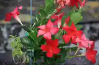 熊野福藏神社の手水舎