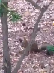 北海道神宮の動物