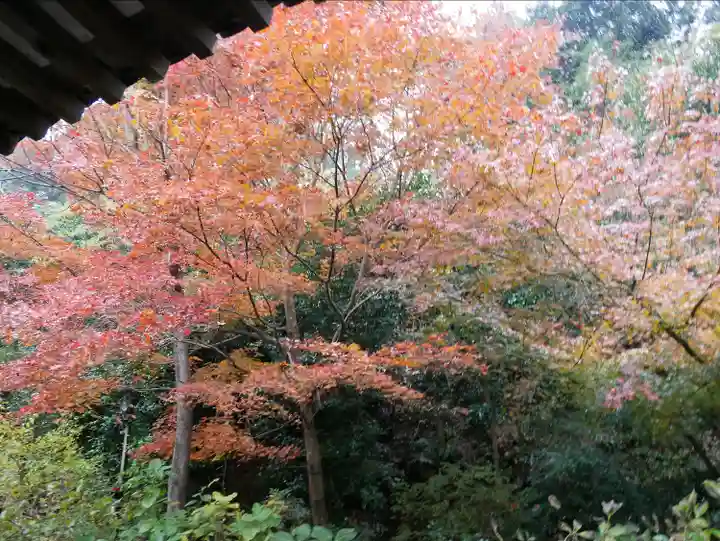 浄瑠璃寺の自然