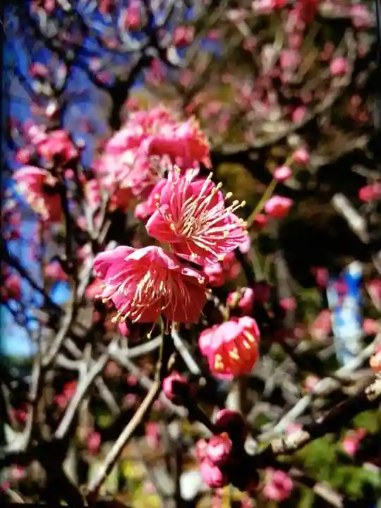 中野沼袋氷川神社(東京都)