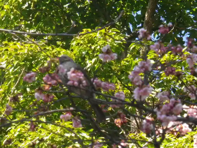 鶴岡八幡宮の自然