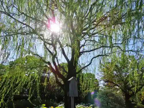 東寺（教王護国寺）の自然