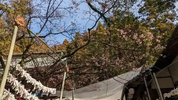 椙本神社の自然