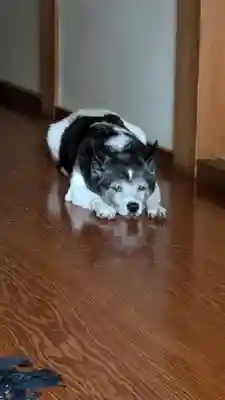 智光院(京都府)