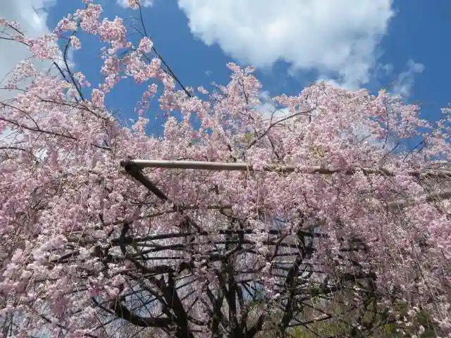 退蔵院(京都府)