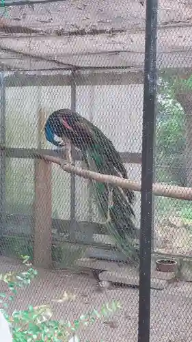 安房神社の動物