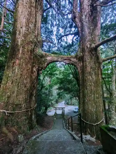 地主神社（桑の川の鳥居杉）(高知県)