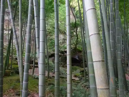 報国寺の庭園