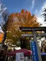 鳩森八幡神社の自然