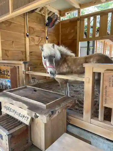 平塚八幡宮の動物