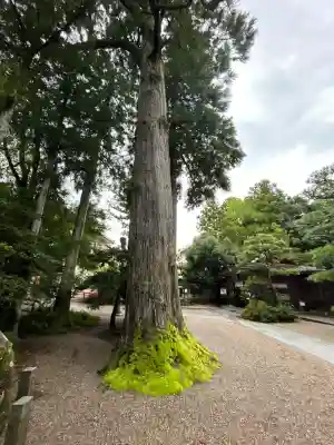 越中一宮 髙瀬神社(富山県)