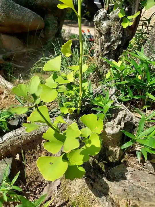 忌宮神社の自然