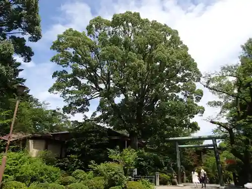 報徳二宮神社の自然