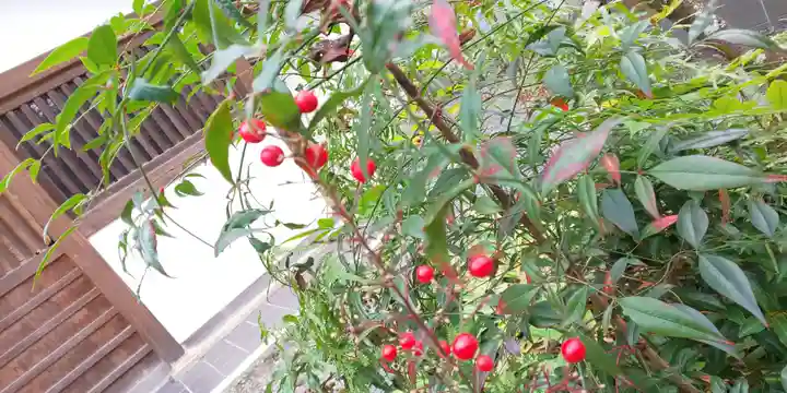 平野神社の自然