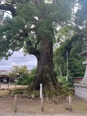 薦神社(大分県)