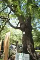 常磐神社の自然