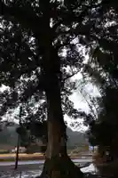 七社神社(鹿児島県)