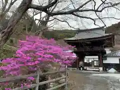 普門寺(切り絵御朱印発祥の寺)の自然