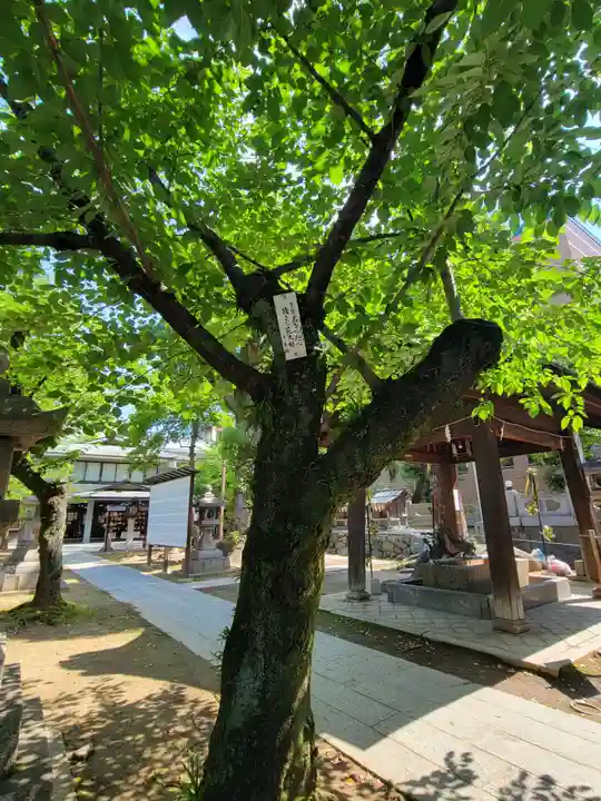 那古野神社の自然