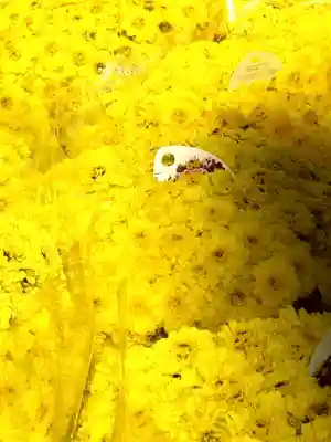 眞性寺(東京都)