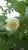 沙羅双樹の花さんのプロフィール画像