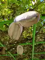 沙沙貴神社の自然